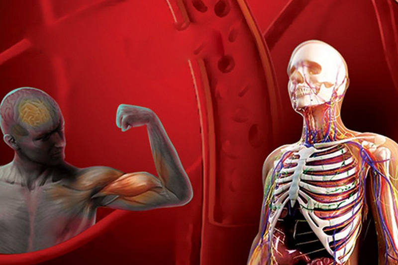 Anatomy and Physiology Lab